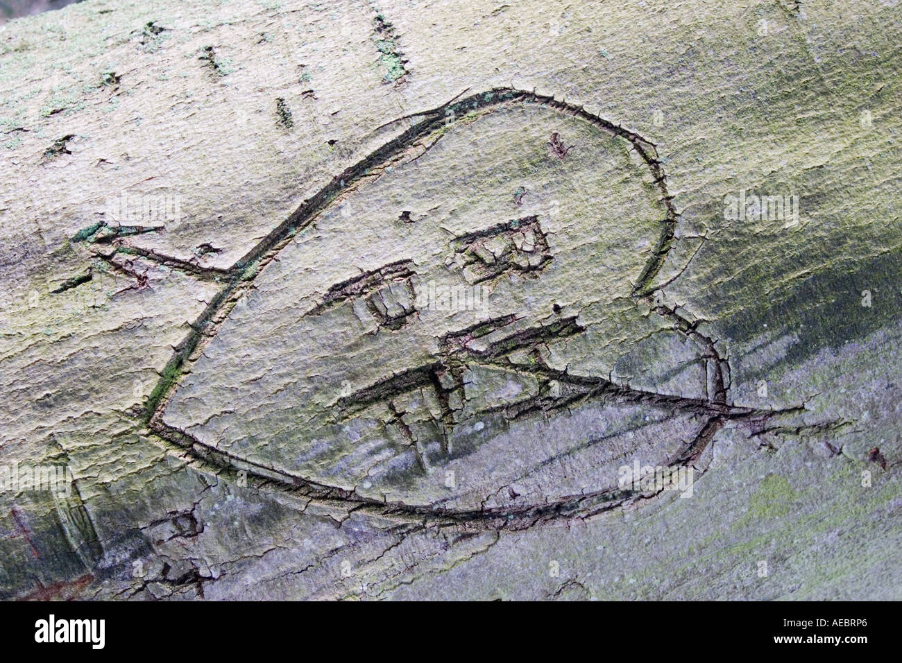 Iscrizione scolpita in un amore cuore su un tronco di albero Foto Stock