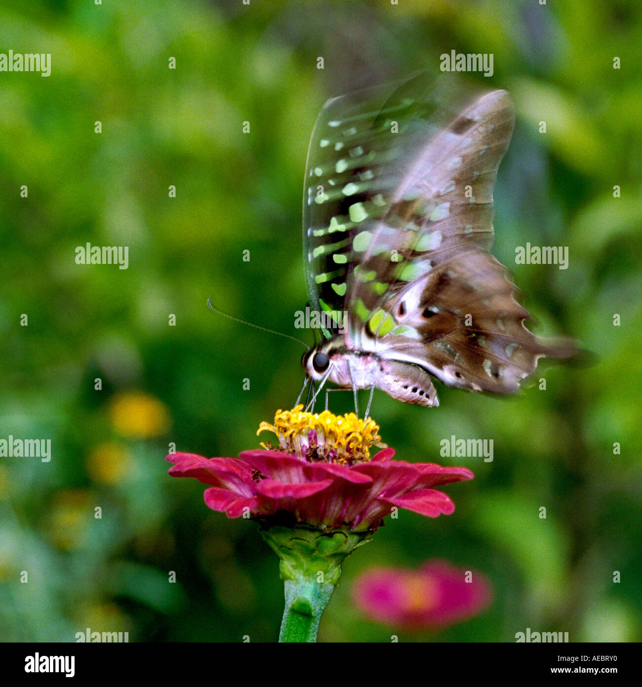 Comune di Jay farfalla aspira il nettare dai fiori Zinnia Foto Stock