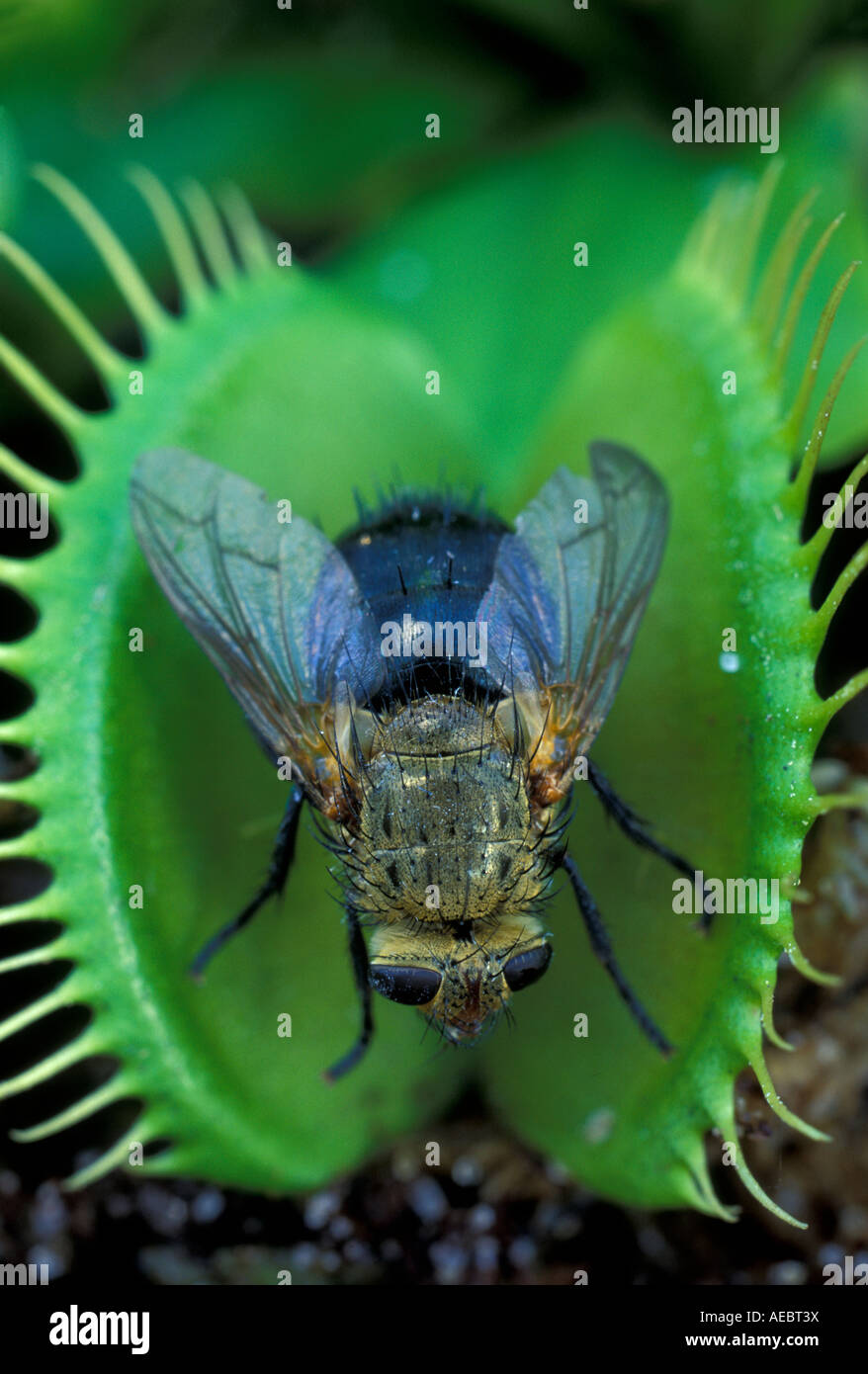 Venus flytrap dionaea muscipula con intrappolato fly carlonia del nord Foto Stock