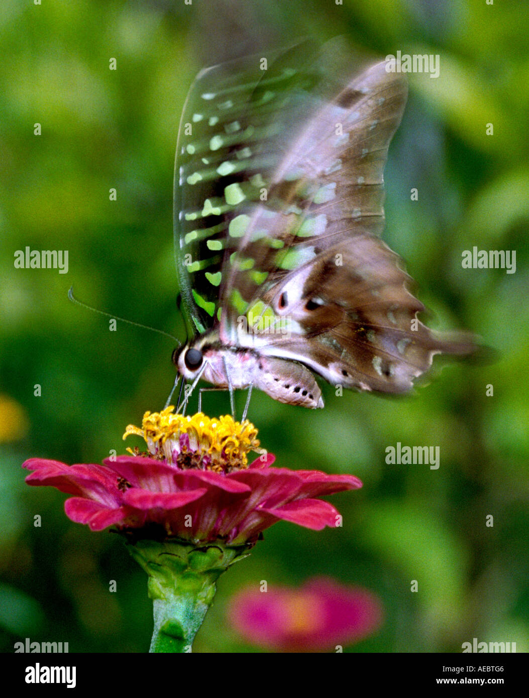 Comune di Jay butterfly succhiare il nettare dai fiori Zinnia Foto Stock