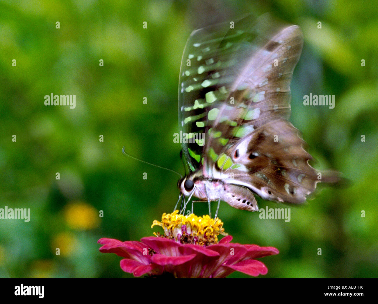 Comune di Jay butterfly succhiare il nettare dai fiori Zinnia Foto Stock