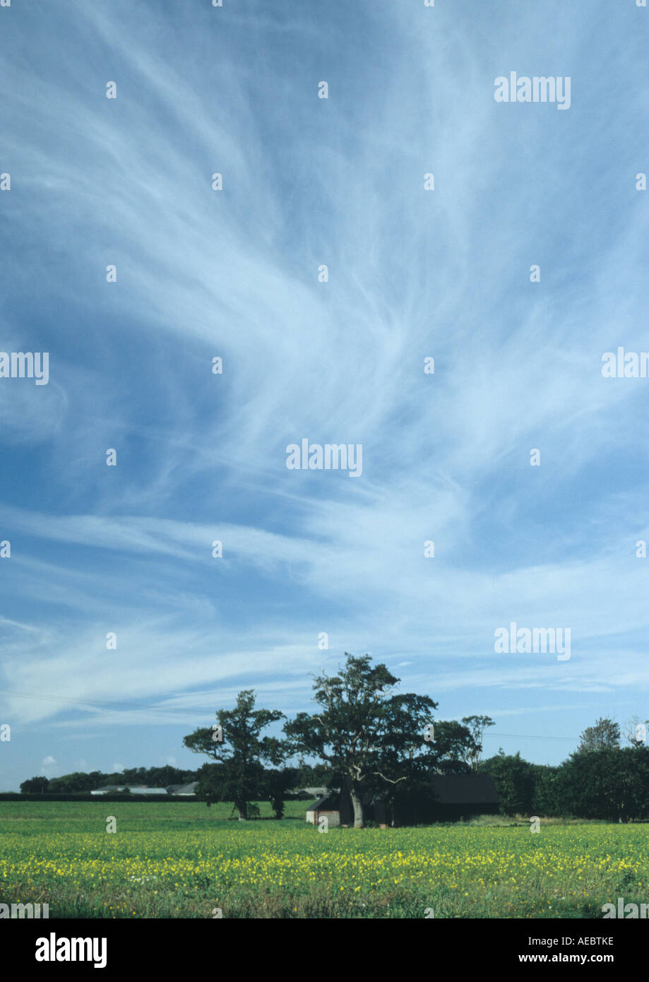 Cieli Whispy a Benacre nel Suffolk REGNO UNITO Foto Stock