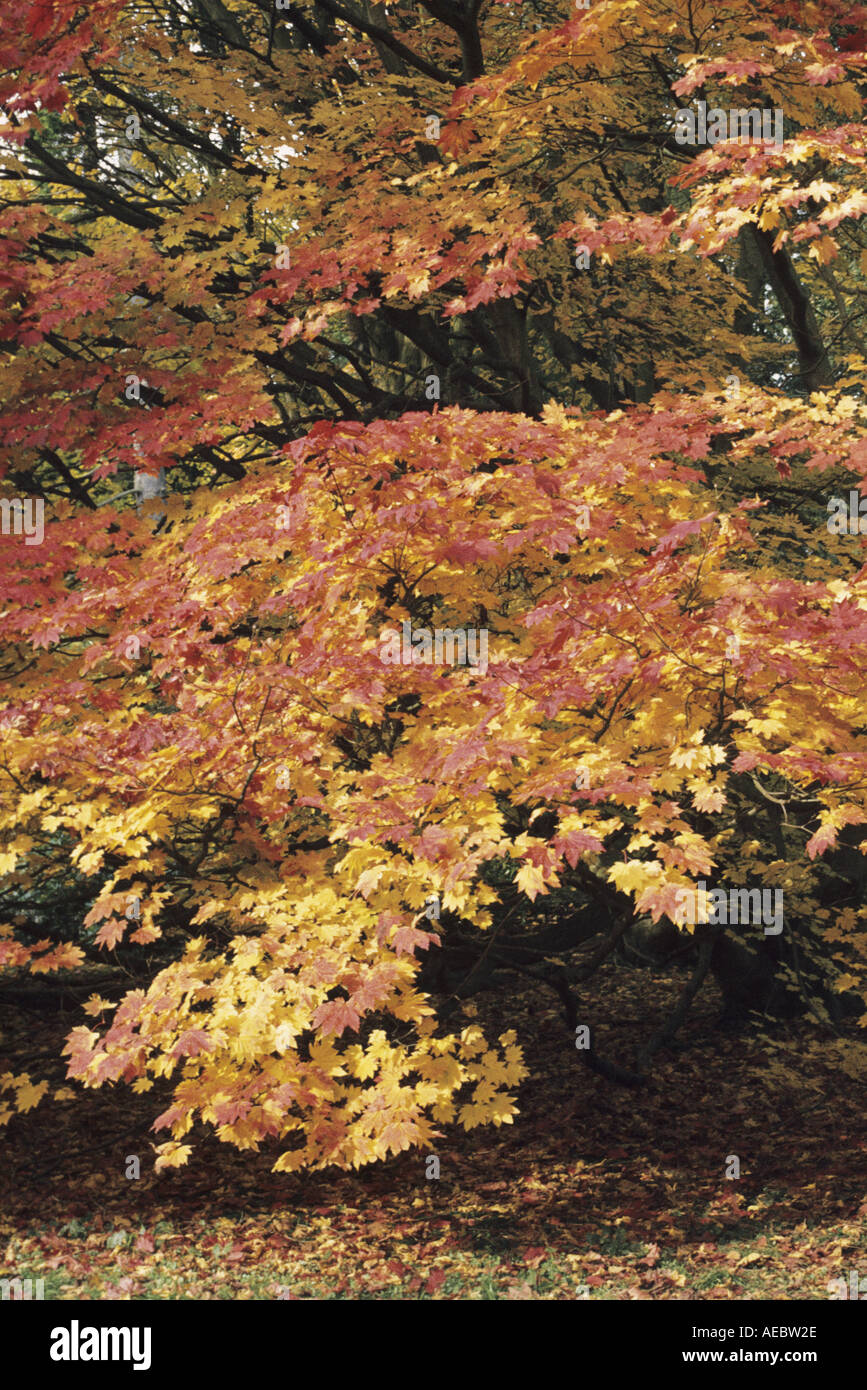 Albero con sfumature di autunno Foto Stock