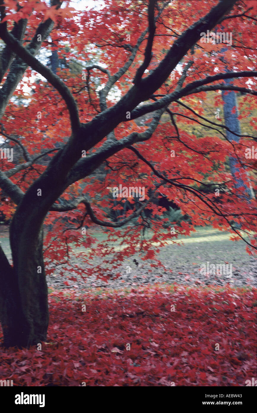 Albero in autunno Foto Stock