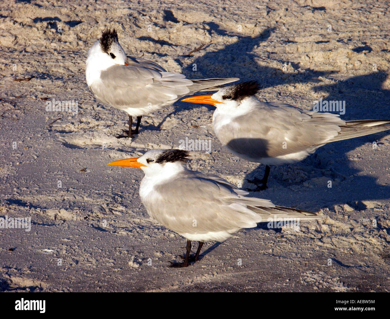 Royal Sterne - Tre crestata, North American uccelli di mare su una spiaggia della Florida al tramonto, cast lunghe ombre. Foto Stock