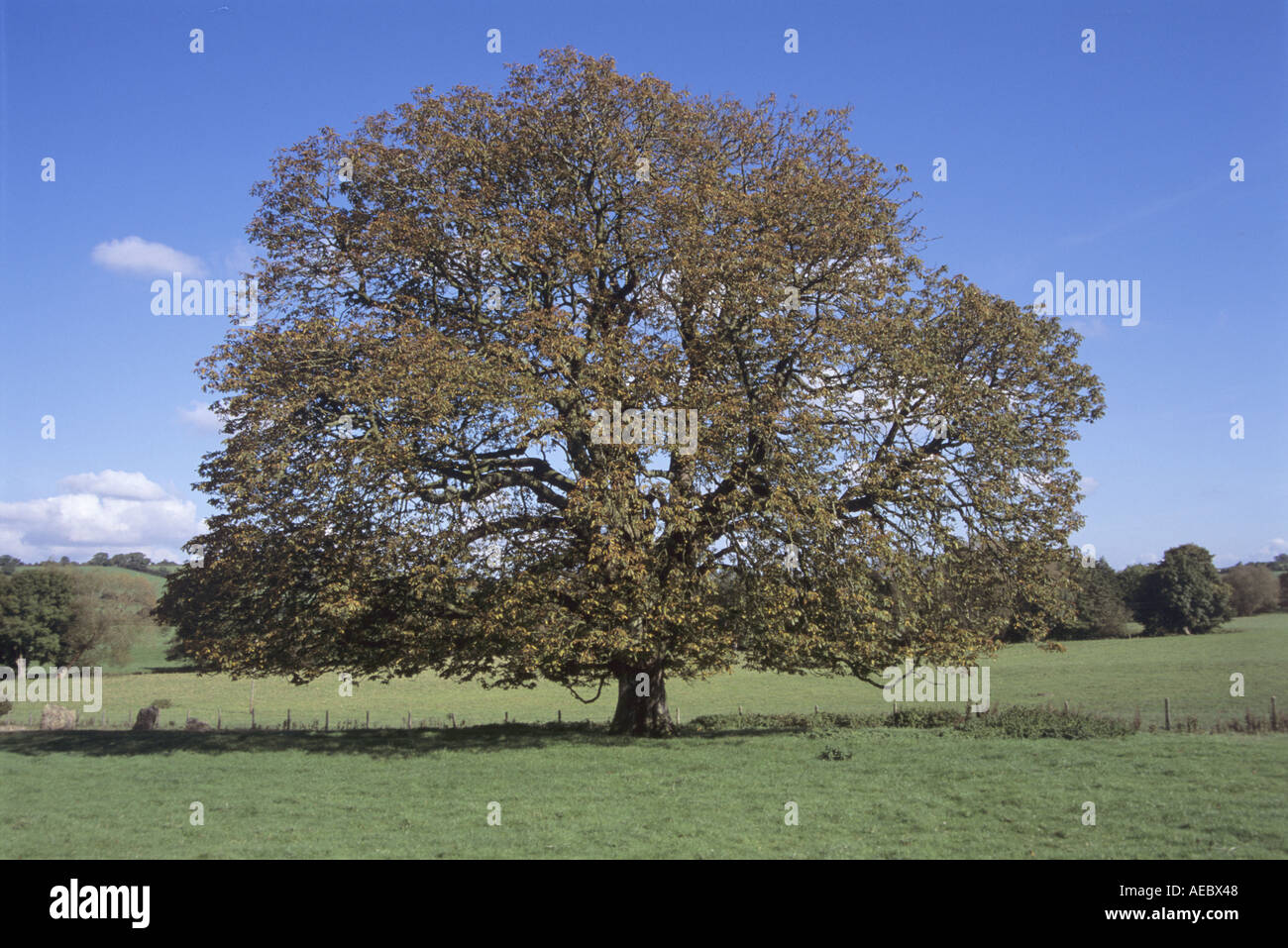 Grande albero solitario Foto Stock