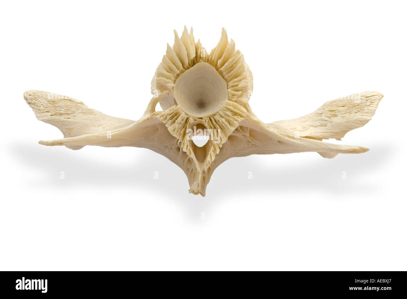 La vertebra di Wels siluro (Silurus glanis). Vertèbre de silure glane (Silurus glanis). Foto Stock