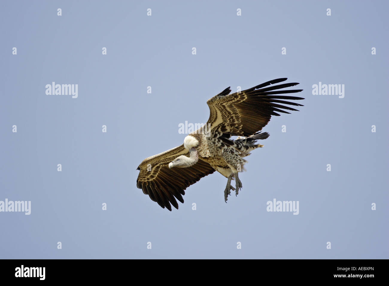 Ruppell s'avvoltoio grifone in volo Foto Stock