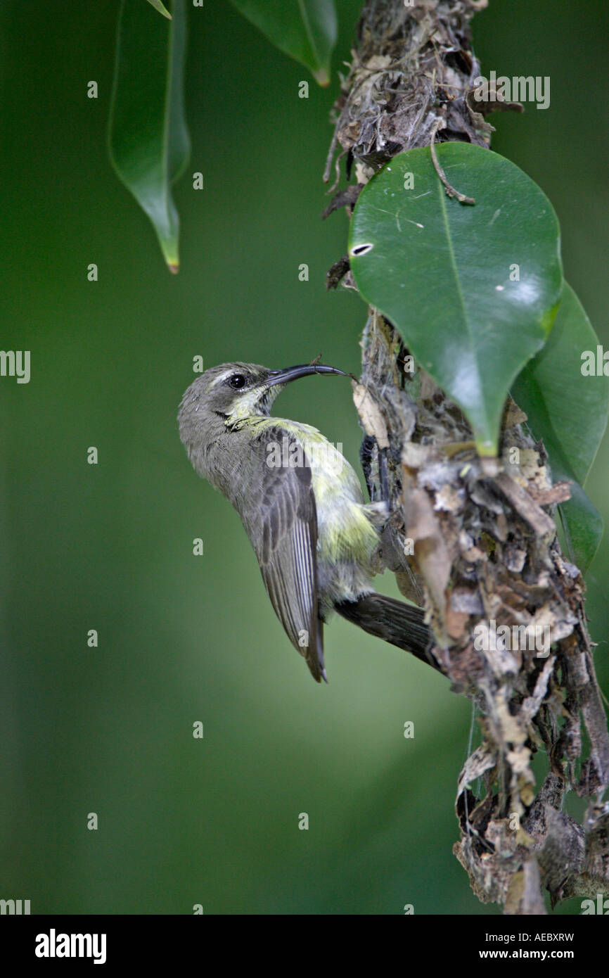 Femmina Sunbird variabile a nido Foto Stock