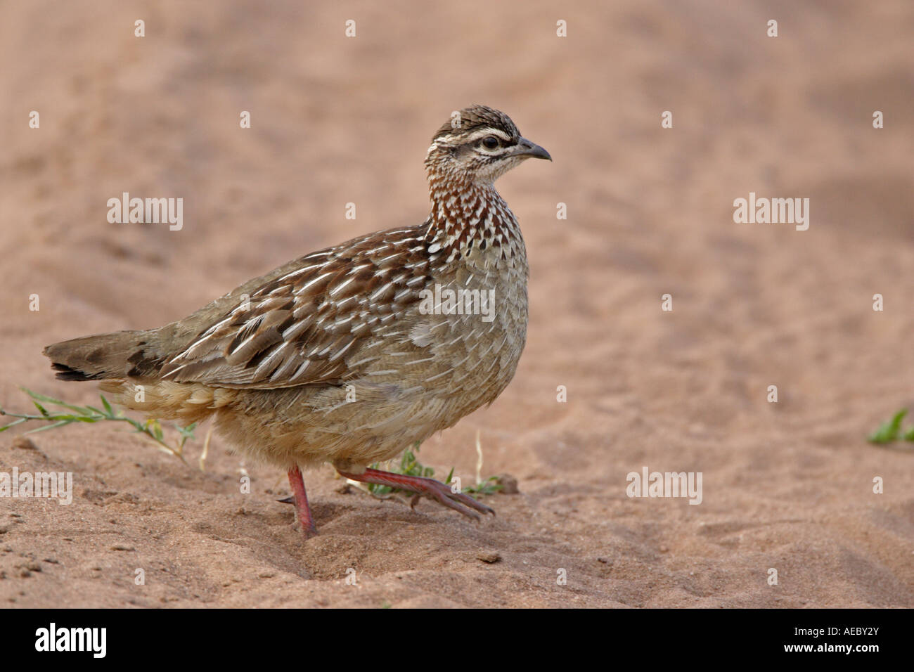 Crested Francolin Foto Stock