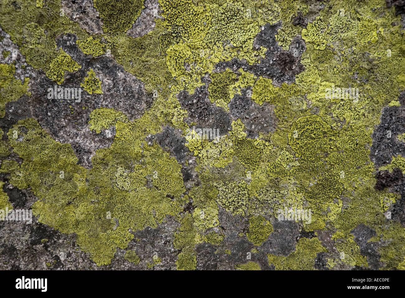 Mappa mondo lichen (Rhizocarpon geographicum) colonizzando una superficie di roccia. Il Lichen colonisant la superficie d'onu rocher. Foto Stock