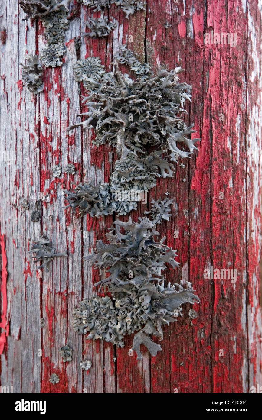 In Islanda il muschio cresce su un rosso di legno verniciato post (Francia). Il Lichen poussant sur onu poteau peint en rouge (Francia). Foto Stock