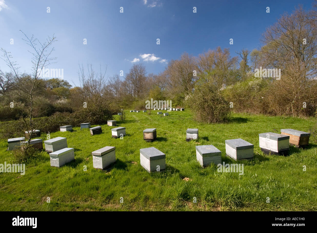 Alveari all'inizio della primavera (Cher - Francia). Ruches au debutto du printemps (Cher 18 - Francia). Foto Stock