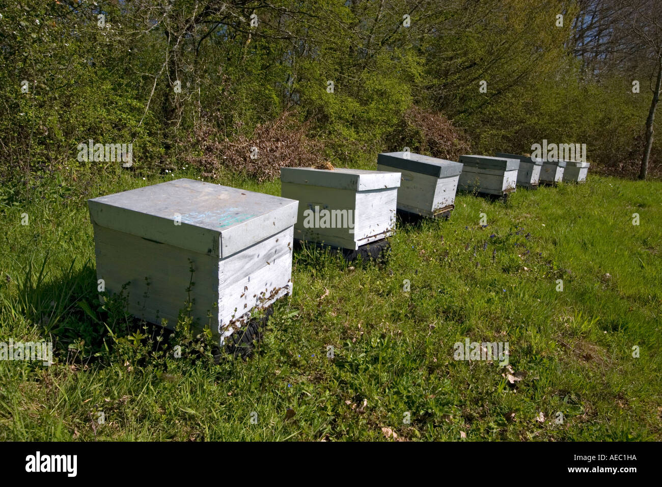 Alveari all'inizio della primavera (Cher - Francia). Ruches au debutto du printemps (Cher 18 - Francia). Foto Stock