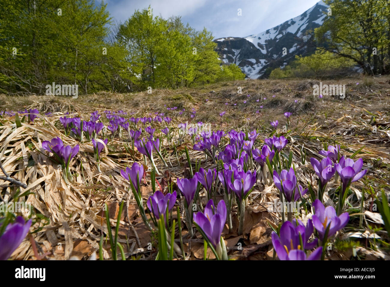 Wild crochi Crocus (sp) nella riserva naturale della Valle di Chaudefour (Francia). Crocus sauvages dans la Réserve de Chaudefour. Foto Stock