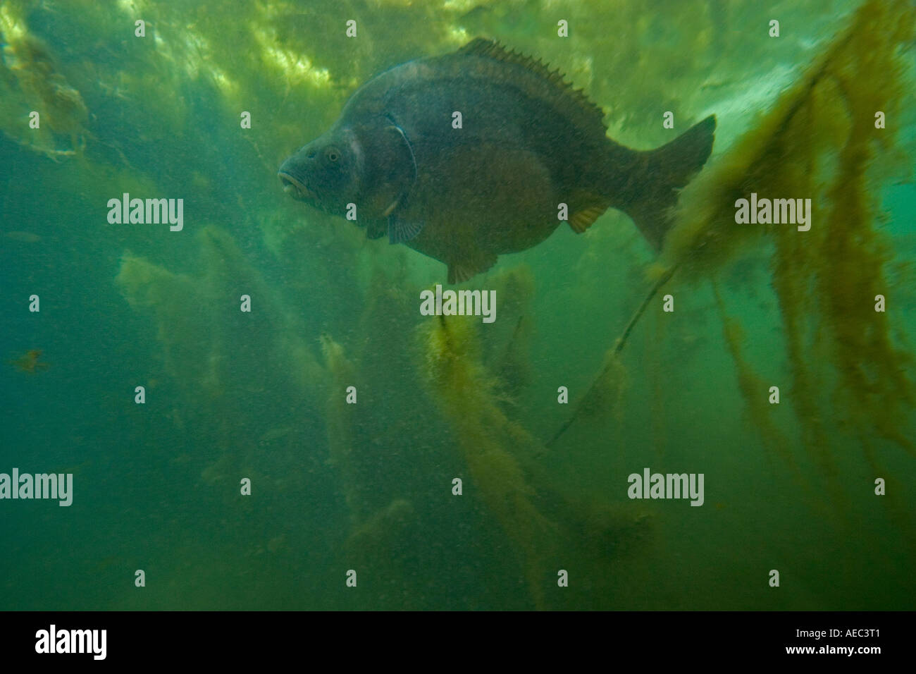 Specchio carpa (Cyprinus carpio carpio) in un ambiente naturale (Francia). Carpe miroir en milieu naturel (Francia). Foto Stock