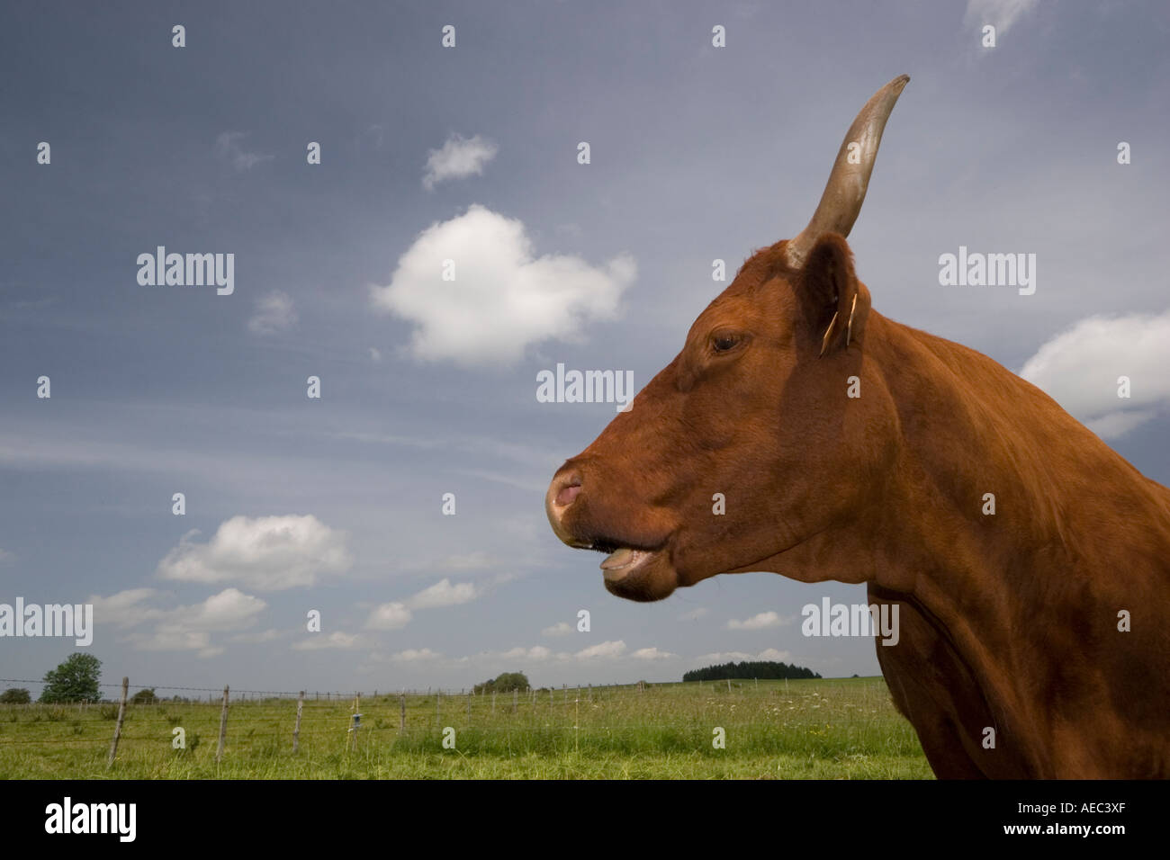 Il profilo di una vacca Salers in Auvergne (Francia). Animale con bocca aperta. Portrait de profil d'une vache de razza Salers, en Auvergne. Foto Stock