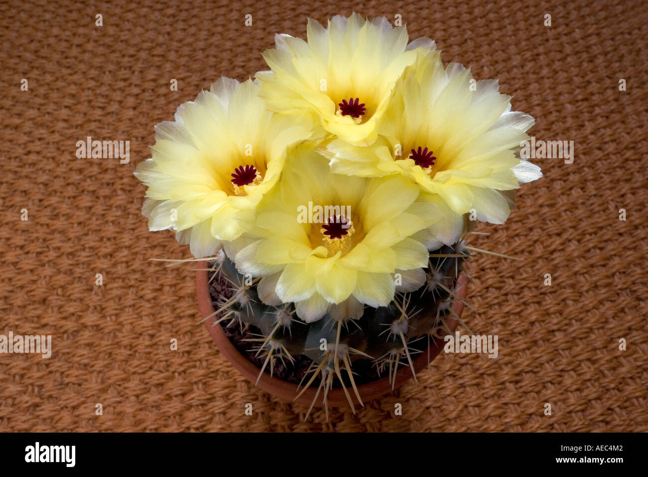 Succulente in fiore (Parodia mammulosa submammulosus ssp) in una pentola. Cactus en fleurs dans un pot. Foto Stock