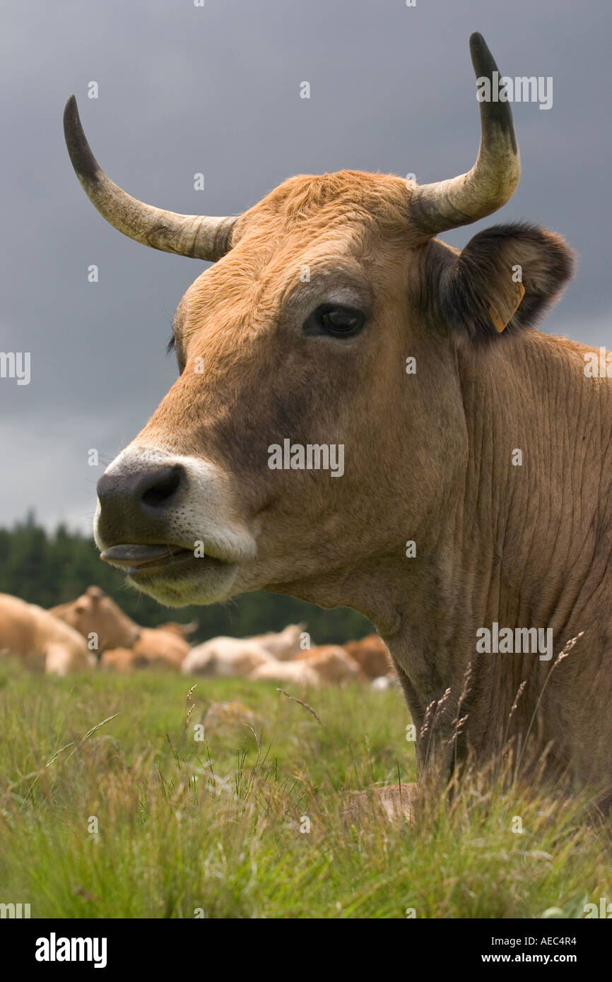 Una vacca di Aubrac (Bos taurus domesticus) in Auvergne (Francia). Vache (Bos taurus domesticus) de razza Aubrac en Auvergne (Francia). Foto Stock