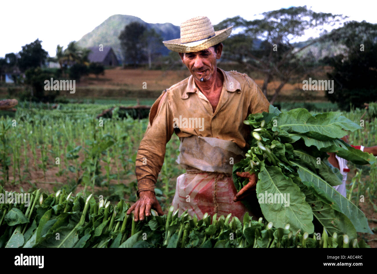 Pinar de Rio Cuba tabacco cubano fattoria agricola sigaro sigari plantation leaf leafs impianto di produzione di fabbrica donna uomo Foto Stock