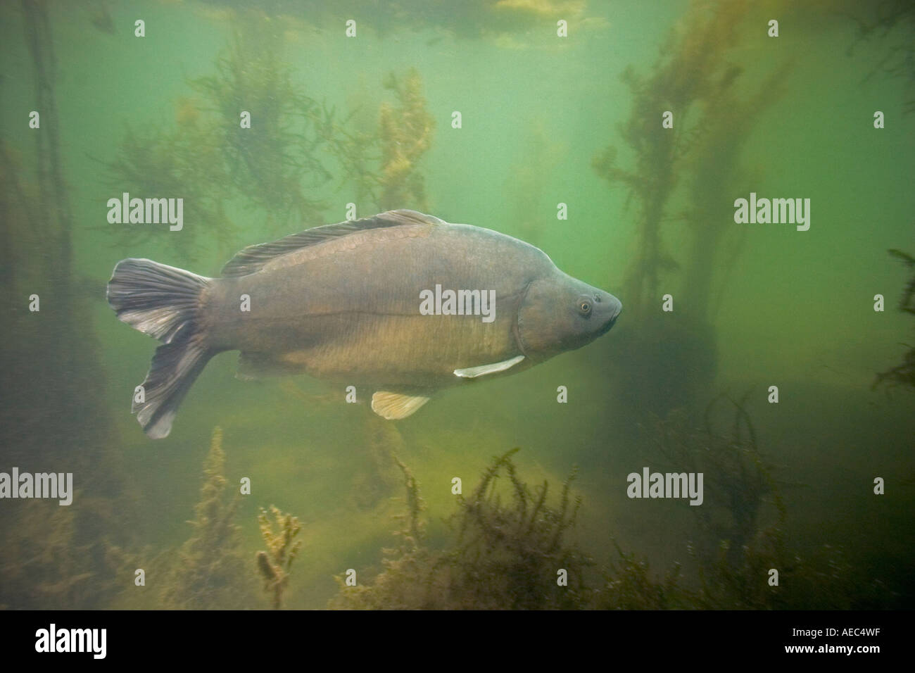 Una carpa in pelle in un ambiente naturale (Francia). Carpe cuir (Cyprinus carpio carpio) en milieu naturel (Francia). Foto Stock