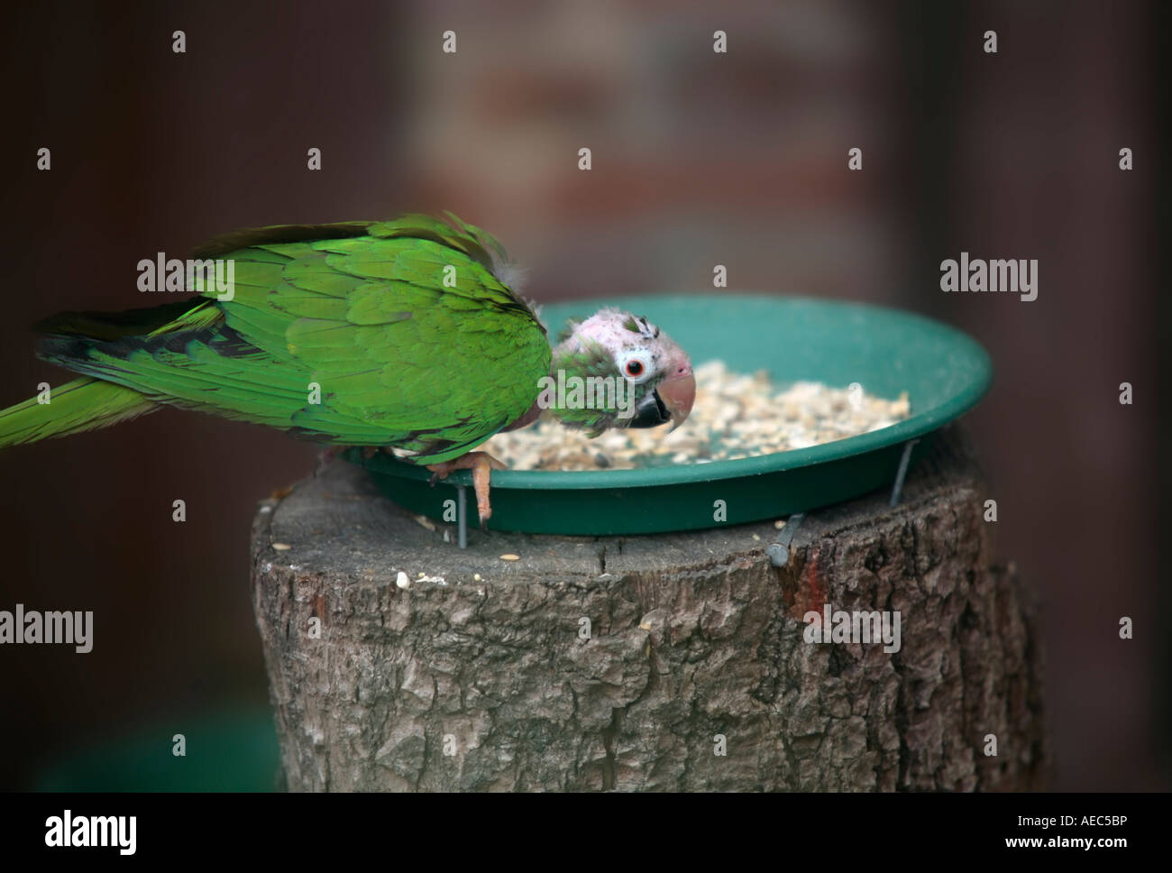 Conure coronato blu (Aratinga acuticaudata) con zona di baldo sul seme del consumo della testa Foto Stock