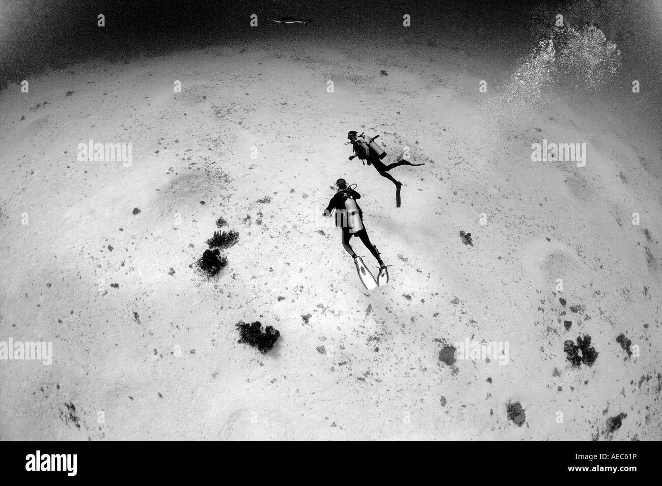 Bora Bora Tahiti Aggressor muri Muri Divesite partite lo squalo grigio di barriera Divesite è anche conosciuta come Valle Blanche bianca valle Foto Stock