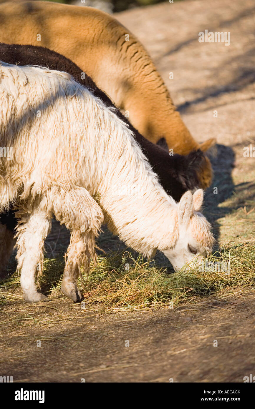 Alpaca alimentando il fieno di Santa Ynez Valley in California Foto Stock
