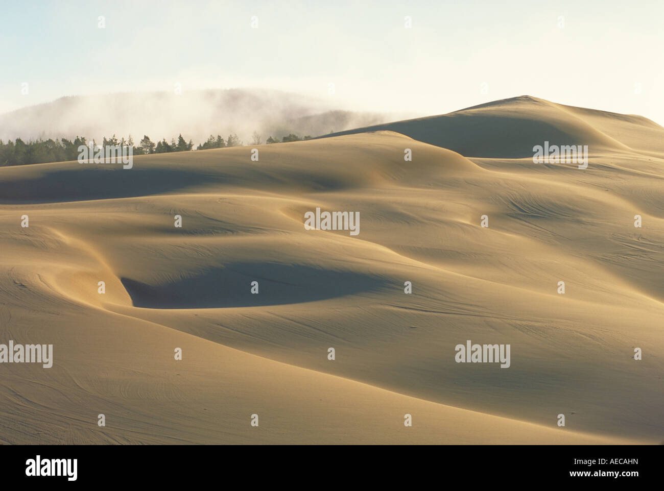 Elk255 3450 Oregon Oregon Dunes NRA Umpqua paesaggio di dune Foto Stock