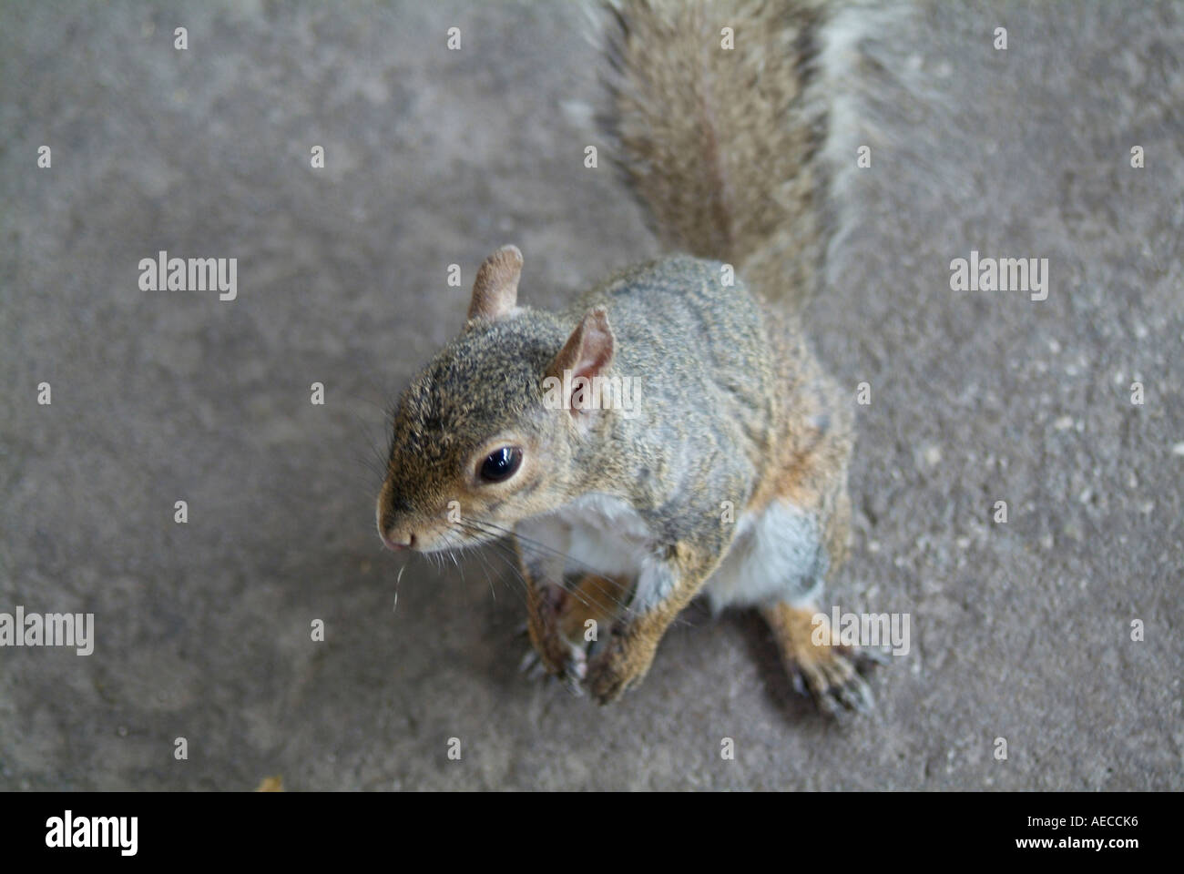 Scoiattolo grigio simpatico roditore della famiglia Sciuridae con grandi code cespuglioso generi Sciurus Foto Stock