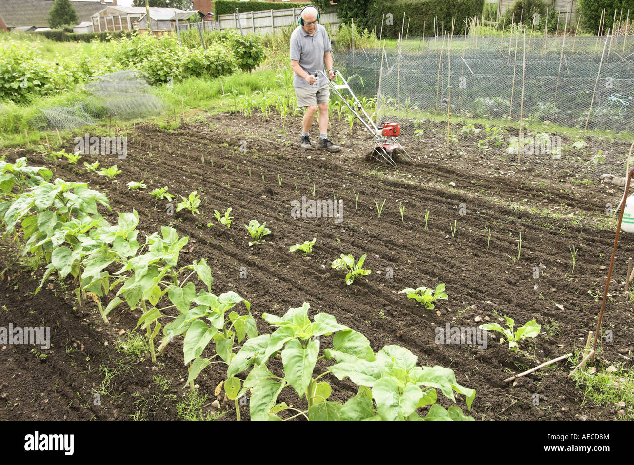 Giardiniere utilizzando rotovator a coltivare tra i filari di piante sul riparto Inghilterra Luglio Foto Stock