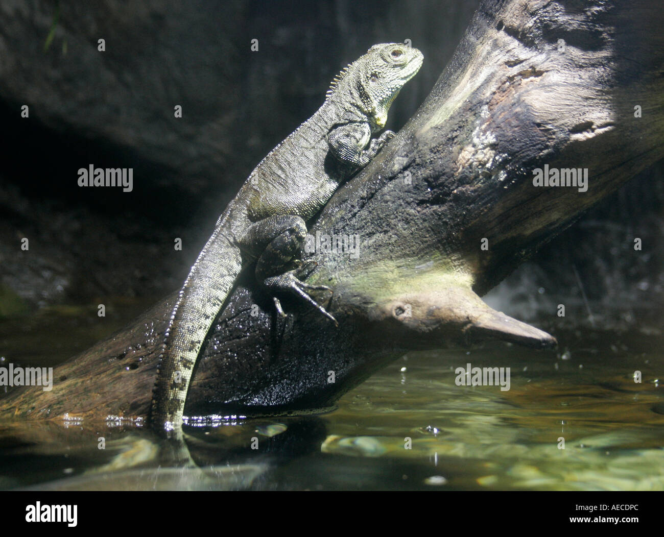 Gippsland acqua Dragon ( Physignathus lesuerii howitii) seduto sul ceppo di albero con la sua coda appeso nell'acqua. Foto Stock