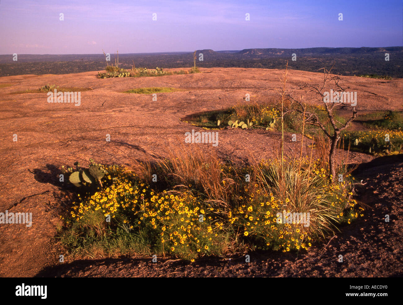 Piscina primaverile al vertice della roccia incantata al tramonto in Collina Paese vicino Fredericksburg, Texas, Stati Uniti d'America Foto Stock
