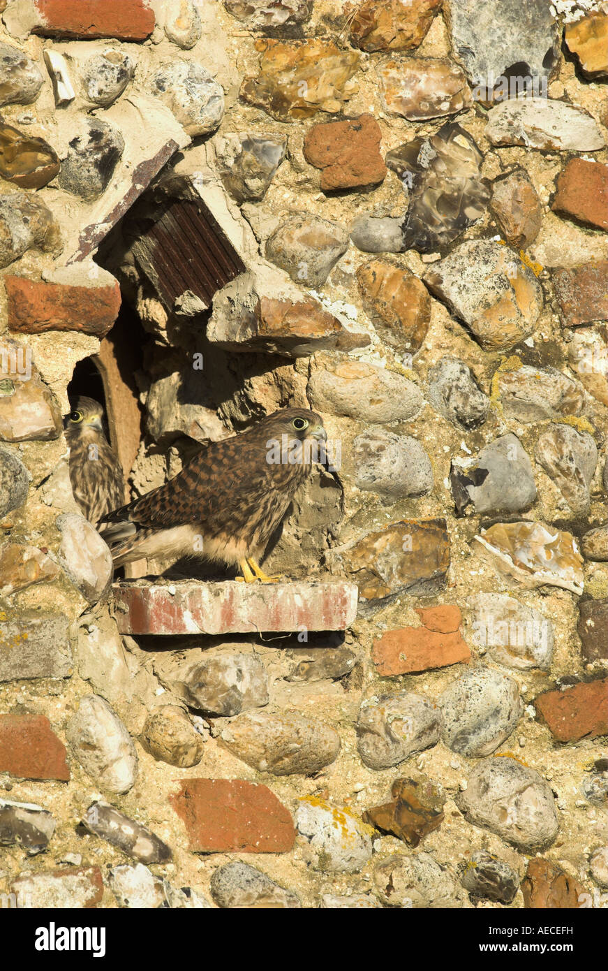 Il Gheppio Falco tinnunculus ragazzi ad ingresso a uomo fatto area di nidificazione sul frontone della costruzione di Norfolk Inghilterra Luglio Foto Stock