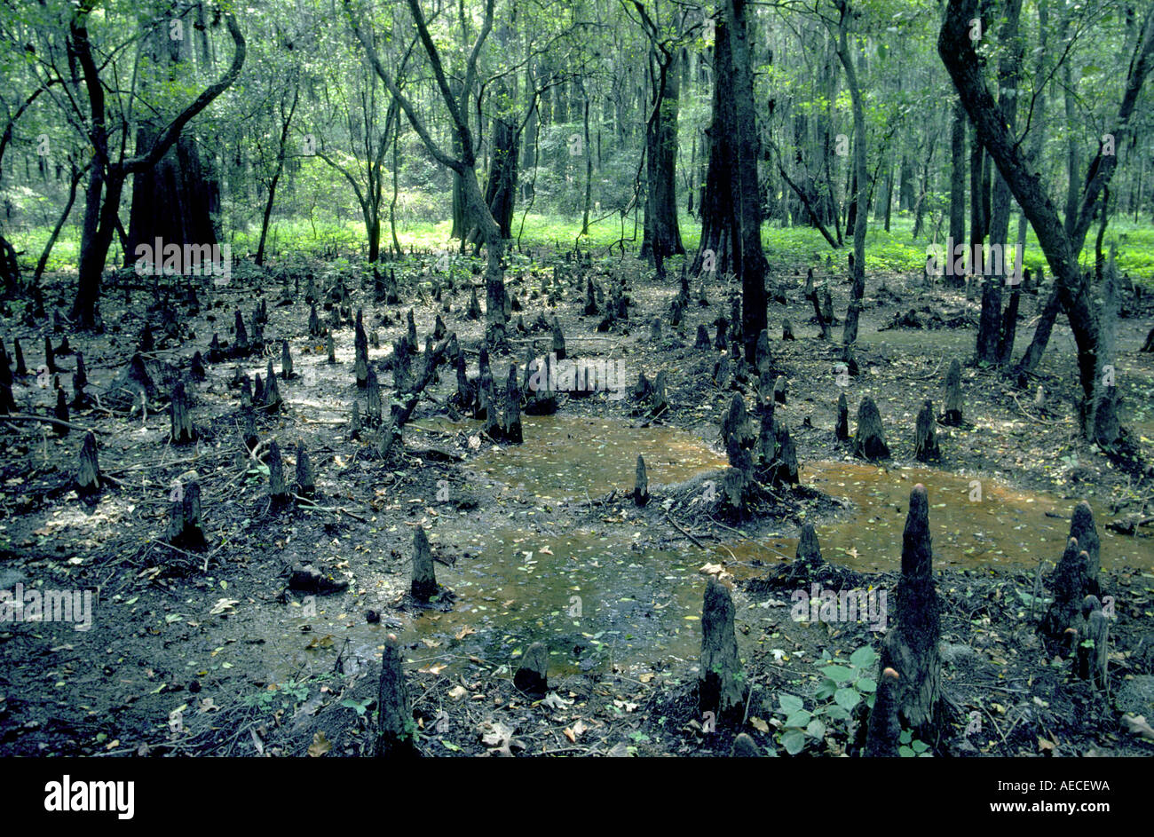 Cipresso calvo ginocchia a palude vicino a Cypress Bayou, Caddo Lake State Park, Texas, Stati Uniti d'America Foto Stock