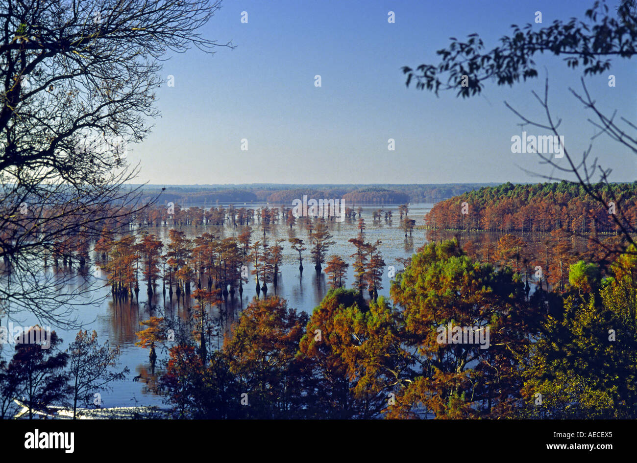 Caddo Lake, view near Potters punto, Texas, Stati Uniti d'America Foto Stock