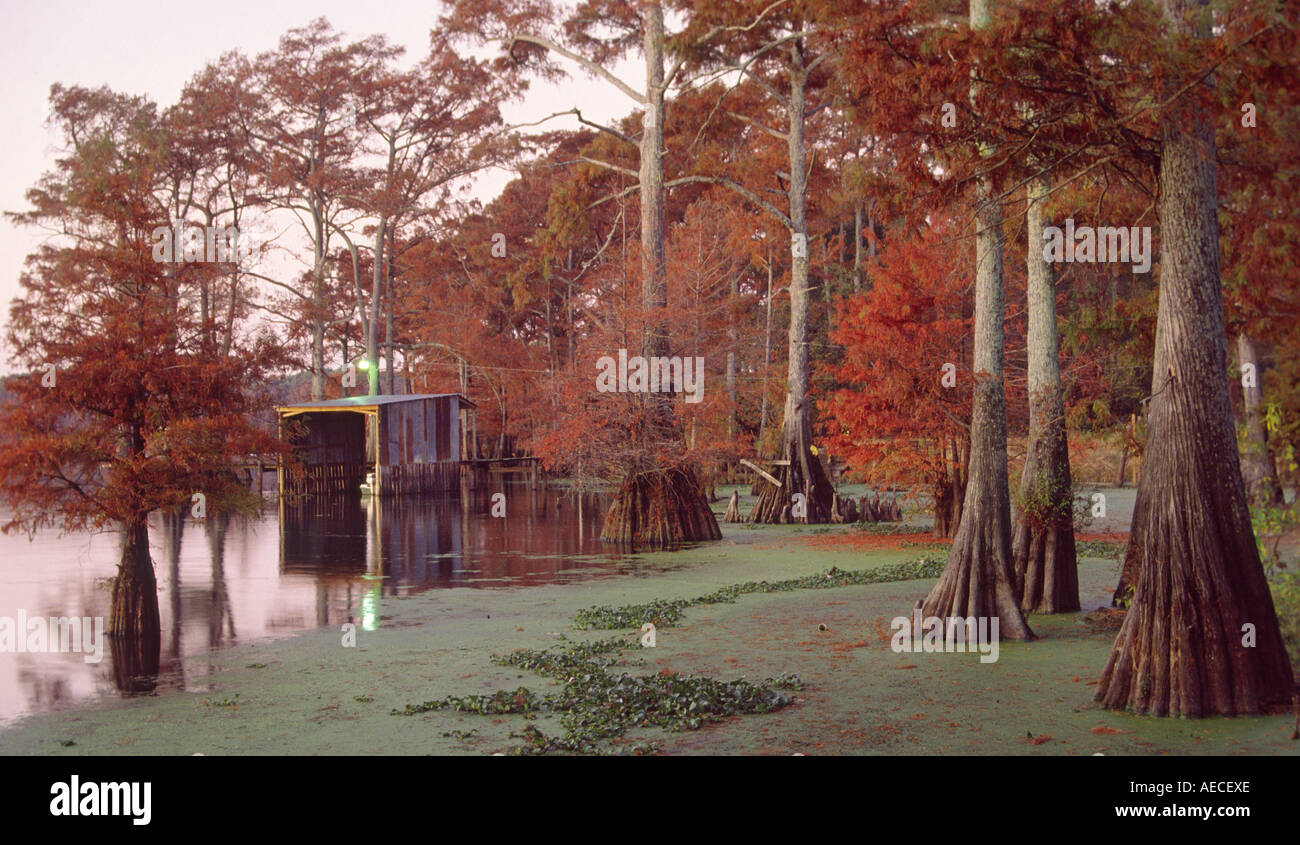 Cipresso calvo alberi in Hollands zona di campeggio, Caddo Lake, Texas, Stati Uniti d'America Foto Stock