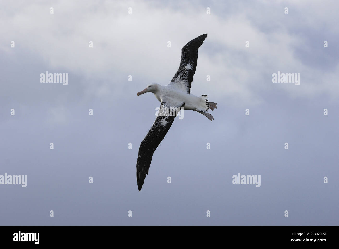 Albatros erranti (Diomedea exulans), volare, Antartide, Suedgeorgien Foto Stock