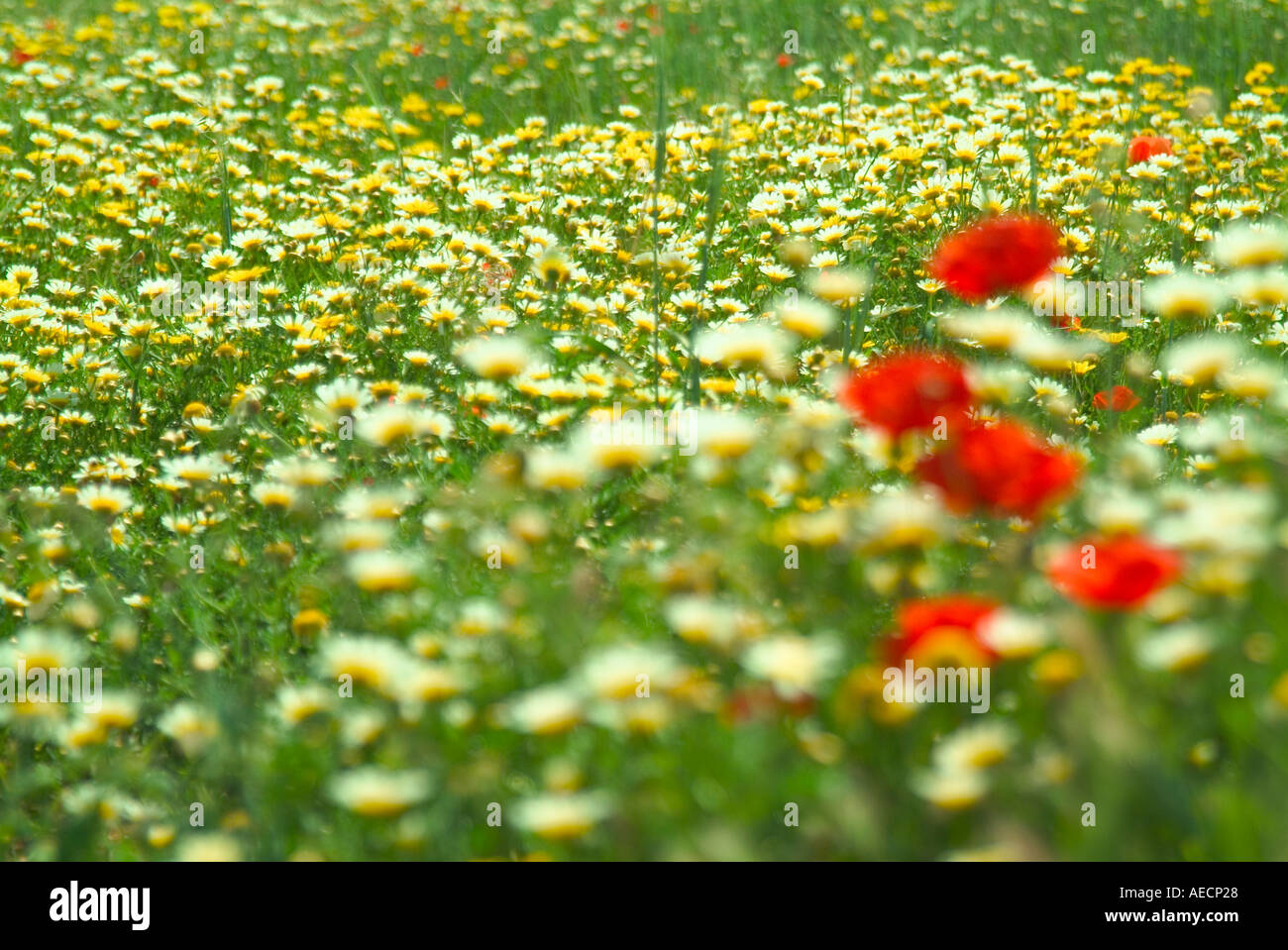 Campo di fiori selvatici con mazzo di papaveri in avanti la massa al di fuori della messa a fuoco. Foto Stock