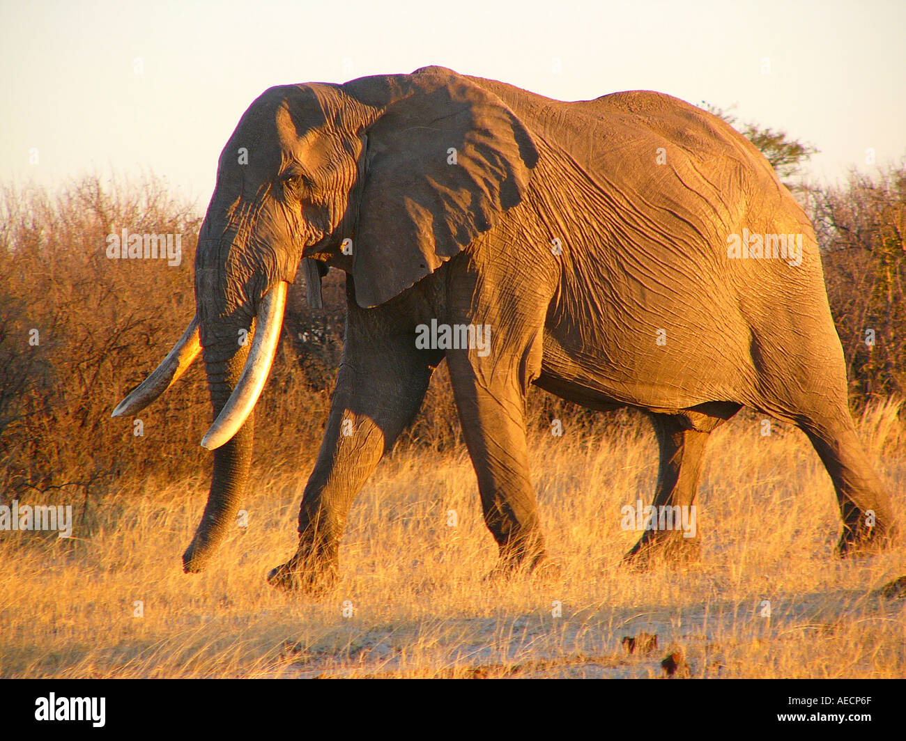 Parco Nazionale di Hwange Zimbabwe Foto Stock