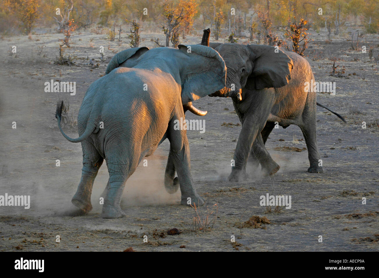Parco Nazionale di Hwange bull elefanti la lotta in acqua durante la siccità Foto Stock