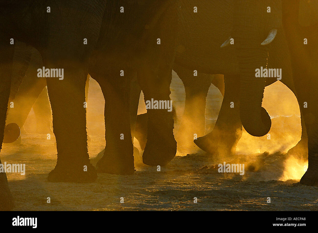 Gambe di elefante in polvere di Hwange Parco Nazionale dello Zimbabwe Foto Stock
