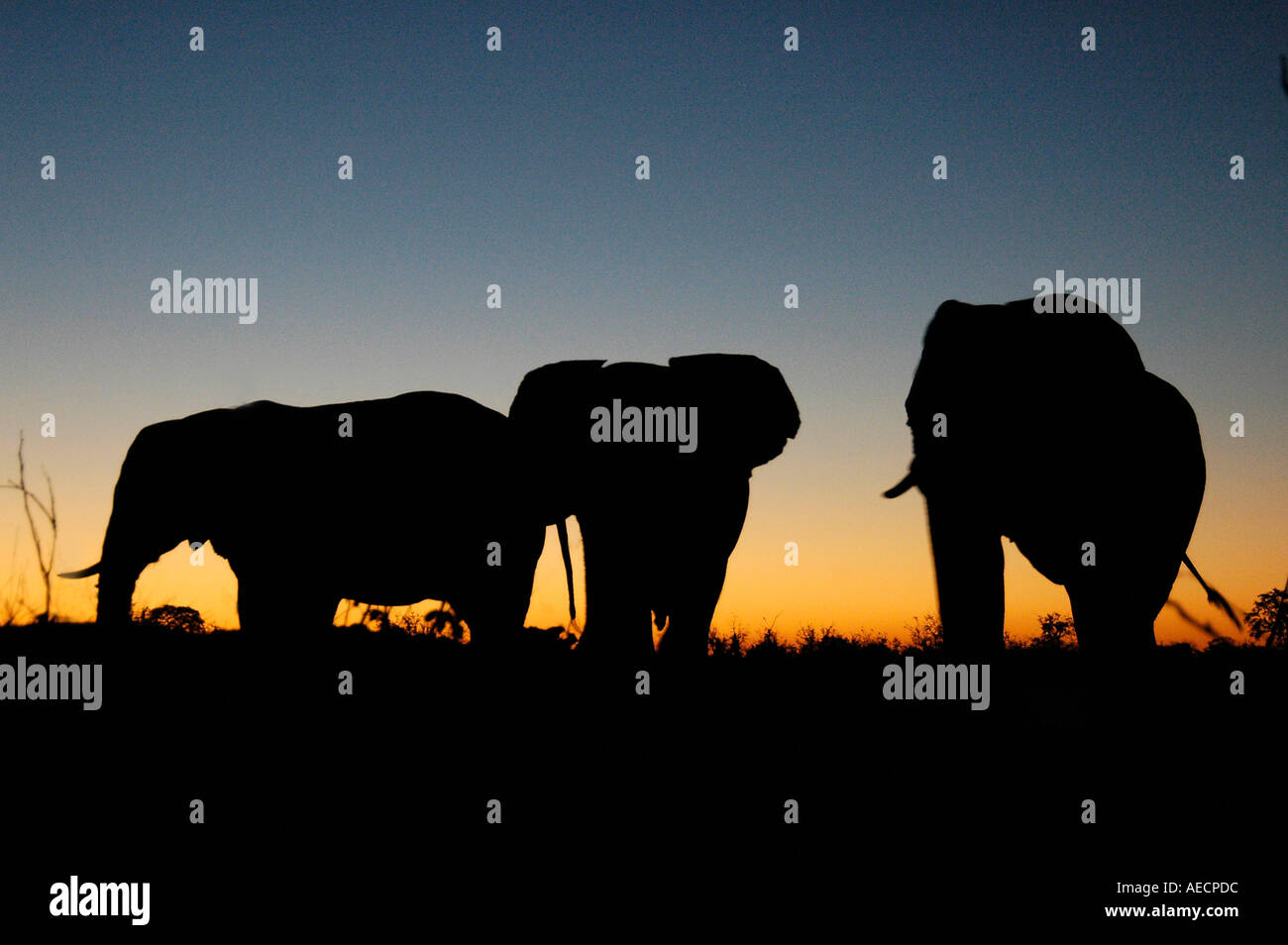 Gli elefanti Parco Nazionale di Hwange Zimbabwe Africa Foto Stock