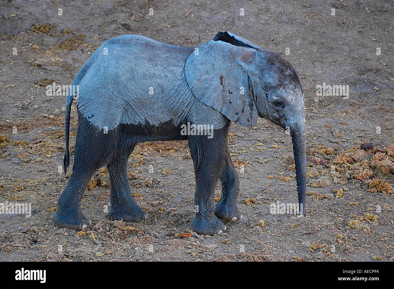 Baby Elephant da soli a waterhole Foto Stock