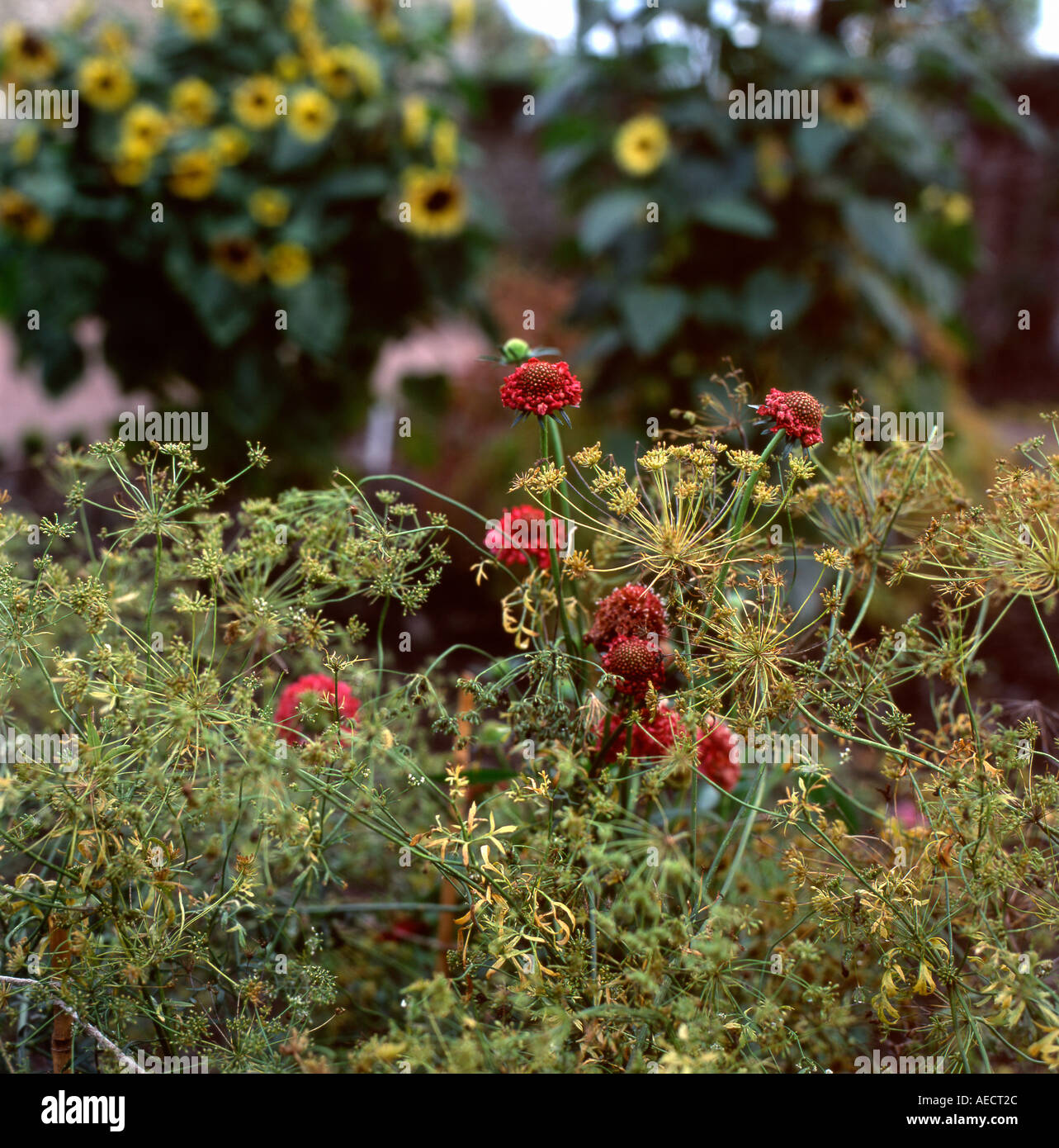 Scabiosa rossa, teste di semi di umbilifer e girasoli in un giardino autunnale di fine estate nel Carmarthenshire Galles Regno Unito Gran Bretagna KATHY DEWITT Foto Stock