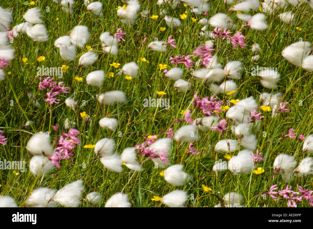 Bog prato comunità di fiori, Mousa isola, Shetland, Regno Unito Foto Stock