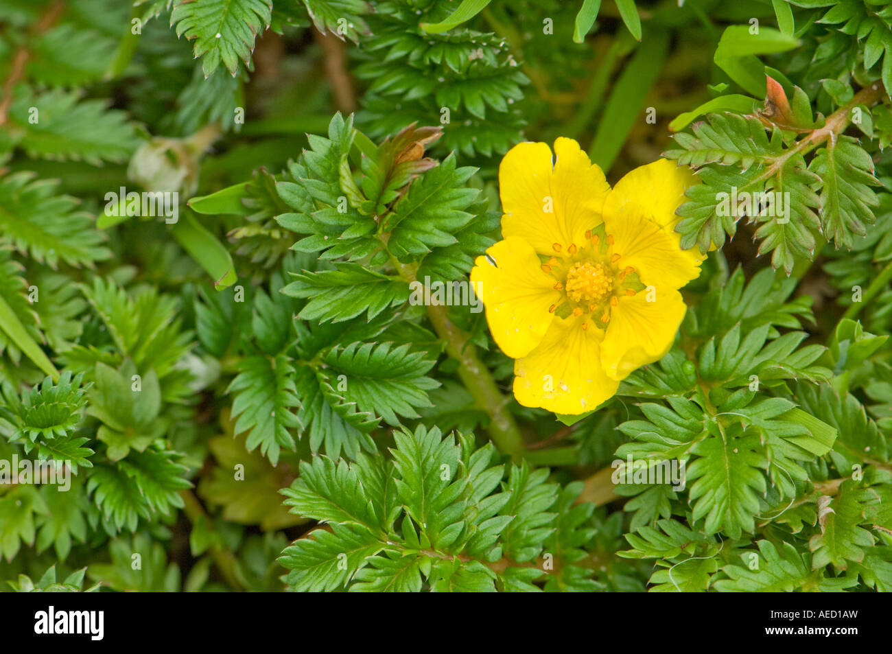 Fiore Tormentil (Potentilla tormentilla), Fair Isle, Shetland, Regno Unito Foto Stock