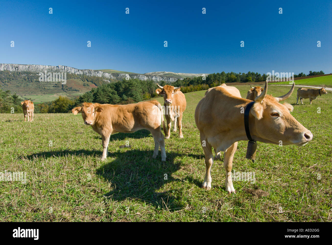 Vacche su prato, Spagna Foto Stock