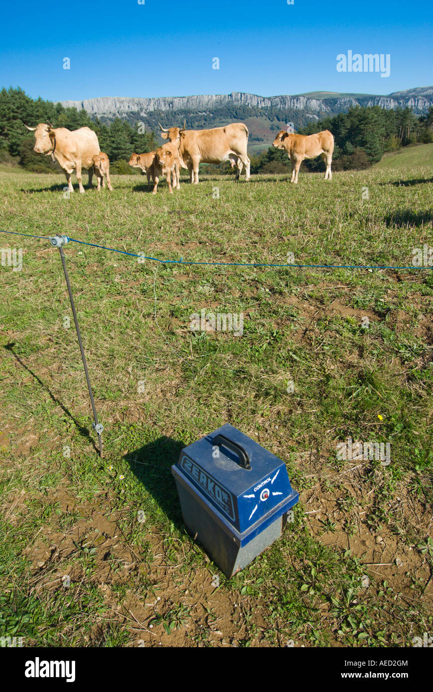 Vacche su prato delimitata da recinzione elettrificata, Spagna Foto Stock