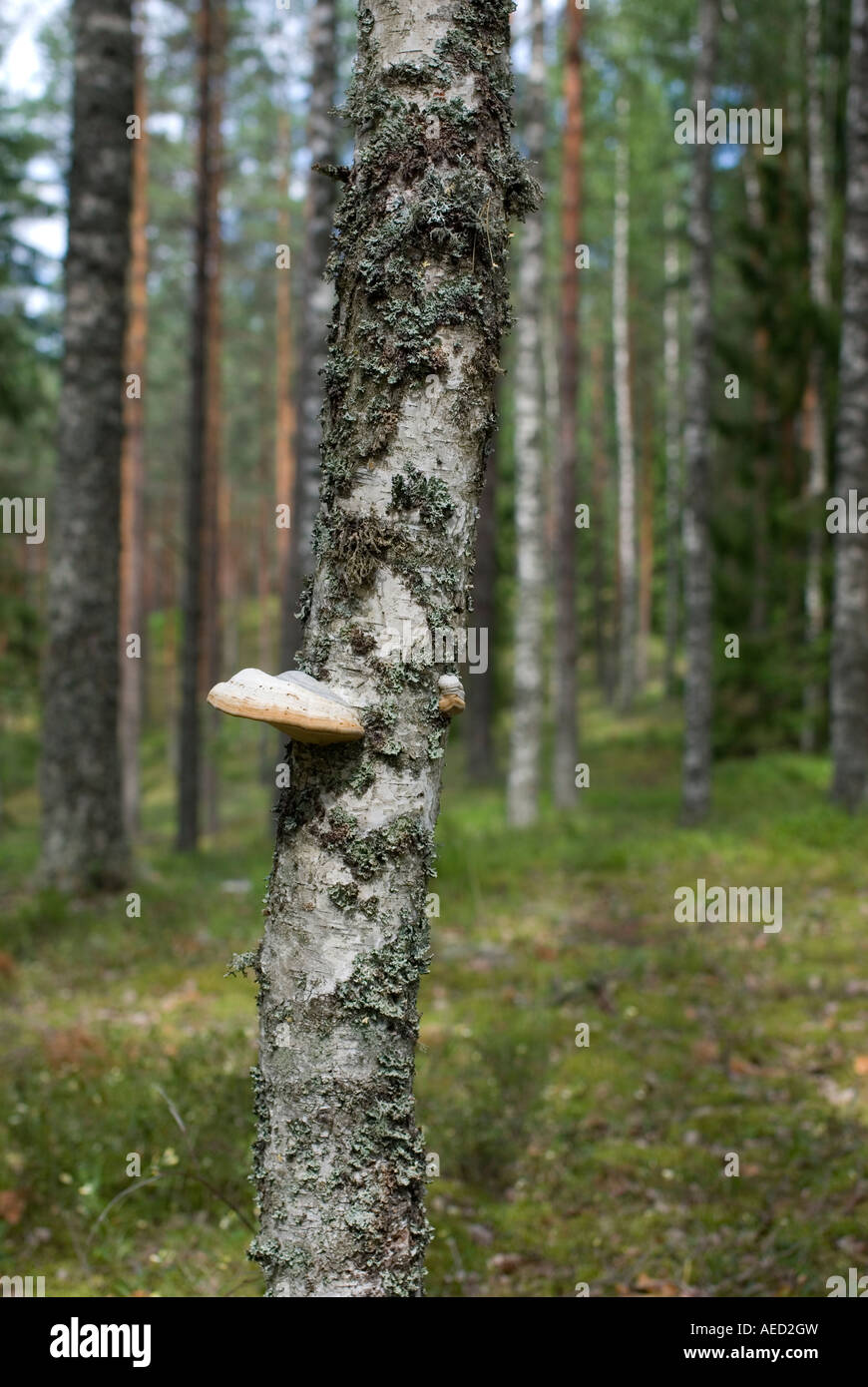 Area forestale in Kaiu Sooru sentiero escursionistico nella contea di Jogeva Est Estonia Foto Stock